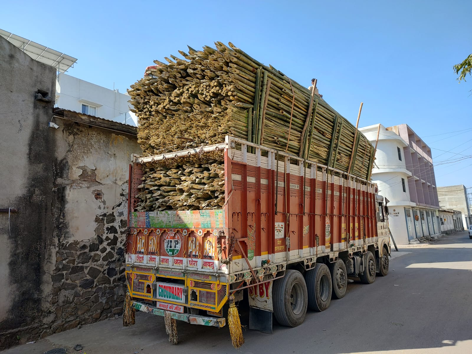 Bamboos from Assam