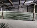 Bullet Bamboo (23/24 ft)